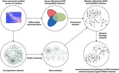 Identification of Functional Gene Modules Associated With STAT-Mediated Antiviral Responses to White Spot Syndrome Virus in Shrimp